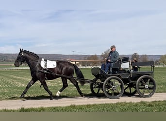 Schweres Warmblut, Wallach, 3 Jahre, 162 cm, Rappe
