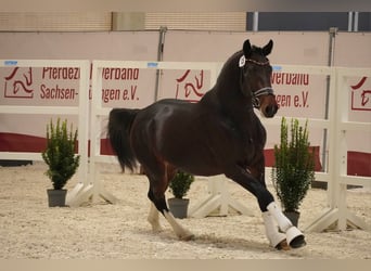 Schweres Warmblut, Wallach, 3 Jahre, 163 cm, Dunkelbrauner