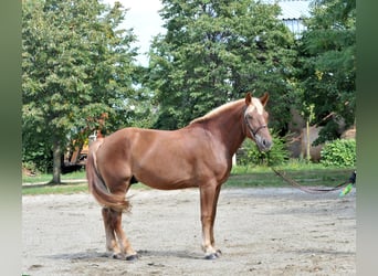 Schweres Warmblut, Wallach, 3 Jahre, 163 cm, Fuchs