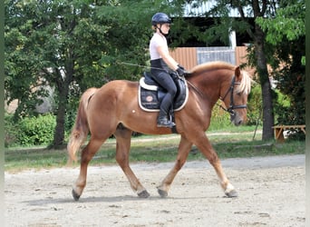 Schweres Warmblut, Wallach, 3 Jahre, 163 cm, Fuchs