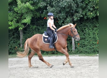 Schweres Warmblut, Wallach, 3 Jahre, 163 cm, Fuchs