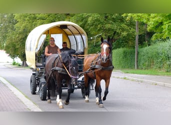 Schweres Warmblut, Wallach, 3 Jahre, 163 cm, Rappe