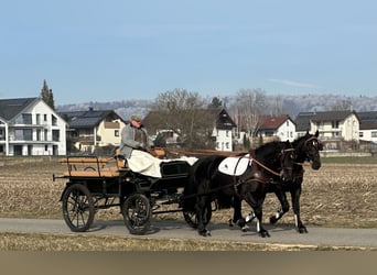 Schweres Warmblut, Wallach, 3 Jahre, 163 cm, Rappe