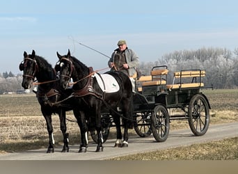 Schweres Warmblut, Wallach, 3 Jahre, 163 cm, Rappe