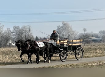 Schweres Warmblut, Wallach, 3 Jahre, 163 cm, Rappe