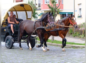 Schweres Warmblut, Wallach, 3 Jahre, 163 cm, Rappe