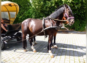 Schweres Warmblut, Wallach, 3 Jahre, 163 cm, Rappe