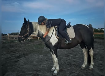 Schweres Warmblut, Wallach, 3 Jahre, 163 cm, Schecke