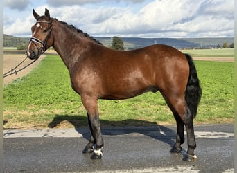 Schweres Warmblut, Wallach, 3 Jahre, 164 cm, Brauner