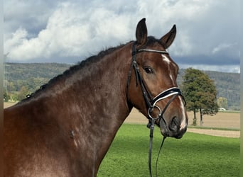 Schweres Warmblut, Wallach, 3 Jahre, 164 cm, Brauner