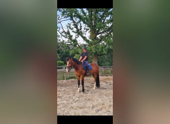 Schweres Warmblut, Wallach, 3 Jahre, 164 cm, Brauner