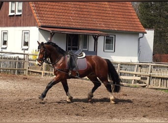 Schweres Warmblut, Wallach, 3 Jahre, 164 cm, Brauner