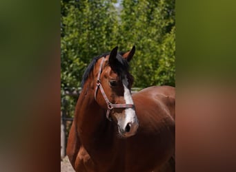 Schweres Warmblut, Wallach, 3 Jahre, 164 cm, Brauner