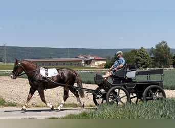 Schweres Warmblut, Wallach, 3 Jahre, 164 cm, Dunkelfuchs