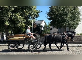 Schweres Warmblut, Wallach, 3 Jahre, 164 cm, Rappe
