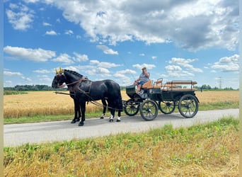 Schweres Warmblut, Wallach, 3 Jahre, 164 cm, Rappe