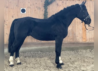 Schweres Warmblut, Wallach, 3 Jahre, 164 cm, Rappe