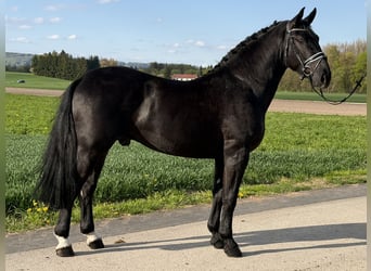 Schweres Warmblut, Wallach, 3 Jahre, 164 cm, Rappe