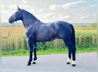 Schweres Warmblut, Wallach, 3 Jahre, 164 cm, Rappe