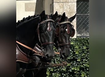 Schweres Warmblut, Wallach, 3 Jahre, 164 cm, Rappe