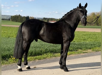 Schweres Warmblut, Wallach, 3 Jahre, 164 cm, Rappe