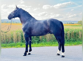 Schweres Warmblut, Wallach, 3 Jahre, 164 cm, Rappe