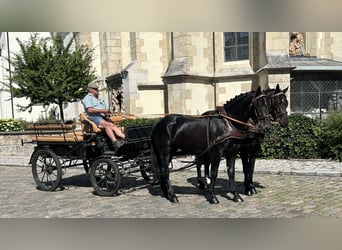 Schweres Warmblut, Wallach, 3 Jahre, 164 cm, Rappe