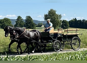 Schweres Warmblut, Wallach, 3 Jahre, 164 cm, Rappe