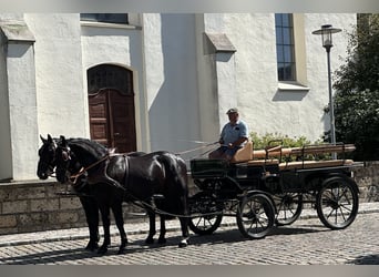 Schweres Warmblut, Wallach, 3 Jahre, 164 cm, Rappe