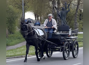 Schweres Warmblut, Wallach, 3 Jahre, 164 cm, Rappe