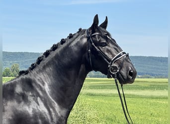 Schweres Warmblut, Wallach, 3 Jahre, 164 cm, Rappe