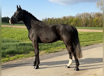 Schweres Warmblut, Wallach, 3 Jahre, 164 cm, Rappe