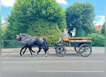 Schweres Warmblut, Wallach, 3 Jahre, 164 cm, Rappe