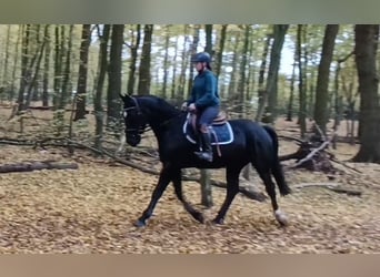 Schweres Warmblut, Wallach, 3 Jahre, 164 cm, Rappe