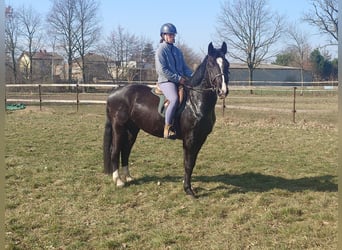 Schweres Warmblut, Wallach, 3 Jahre, 164 cm, Rappe