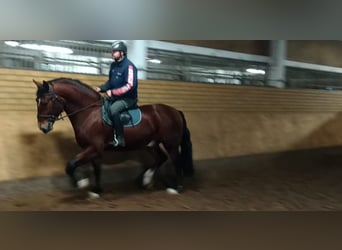 Schweres Warmblut, Wallach, 3 Jahre, 165 cm, Brauner