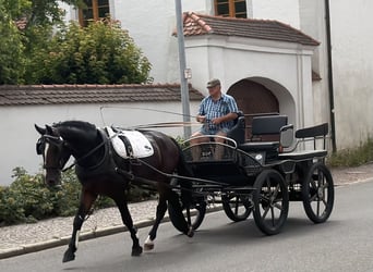 Schweres Warmblut, Wallach, 3 Jahre, 165 cm, Dunkelbrauner