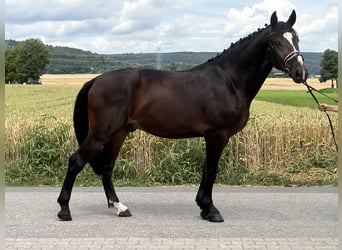 Schweres Warmblut, Wallach, 3 Jahre, 165 cm, Dunkelbrauner