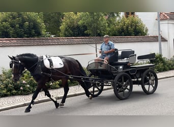 Schweres Warmblut, Wallach, 3 Jahre, 165 cm, Dunkelbrauner