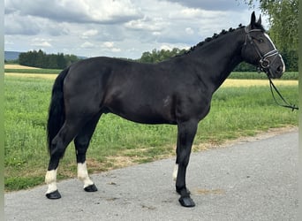 Schweres Warmblut, Wallach, 3 Jahre, 165 cm, Rappe