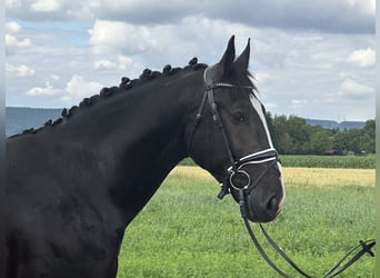 Schweres Warmblut, Wallach, 3 Jahre, 165 cm, Rappe