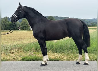 Schweres Warmblut, Wallach, 3 Jahre, 165 cm, Rappe