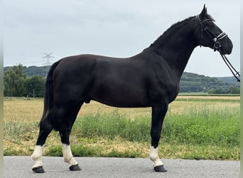 Schweres Warmblut, Wallach, 3 Jahre, 165 cm, Rappe
