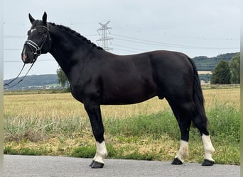 Schweres Warmblut, Wallach, 3 Jahre, 165 cm, Rappe