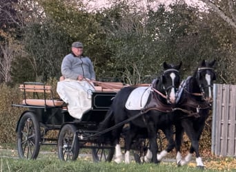 Schweres Warmblut, Wallach, 3 Jahre, 165 cm, Rappe
