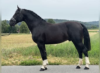 Schweres Warmblut, Wallach, 3 Jahre, 165 cm, Rappe