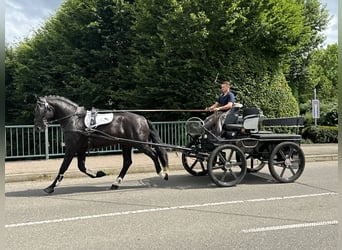 Schweres Warmblut, Wallach, 3 Jahre, 165 cm, Rappe