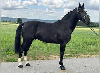 Schweres Warmblut, Wallach, 3 Jahre, 165 cm, Rappe