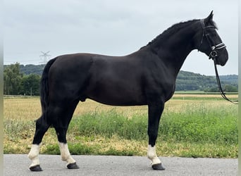 Schweres Warmblut, Wallach, 3 Jahre, 165 cm, Rappe