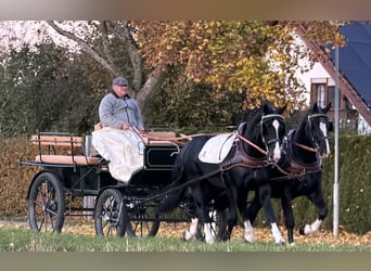 Schweres Warmblut, Wallach, 3 Jahre, 165 cm, Rappe